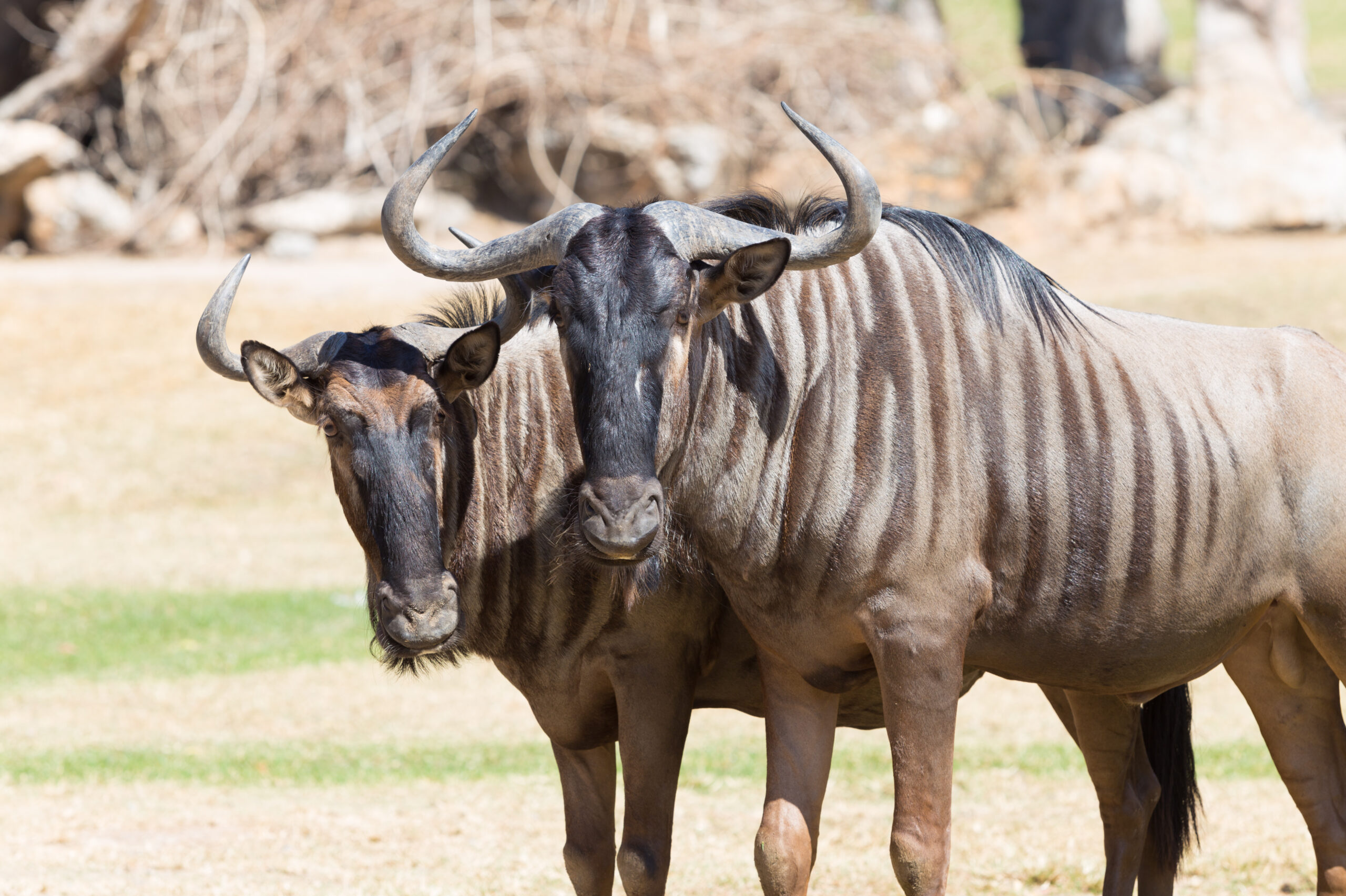 Brindled wildebeest closeup