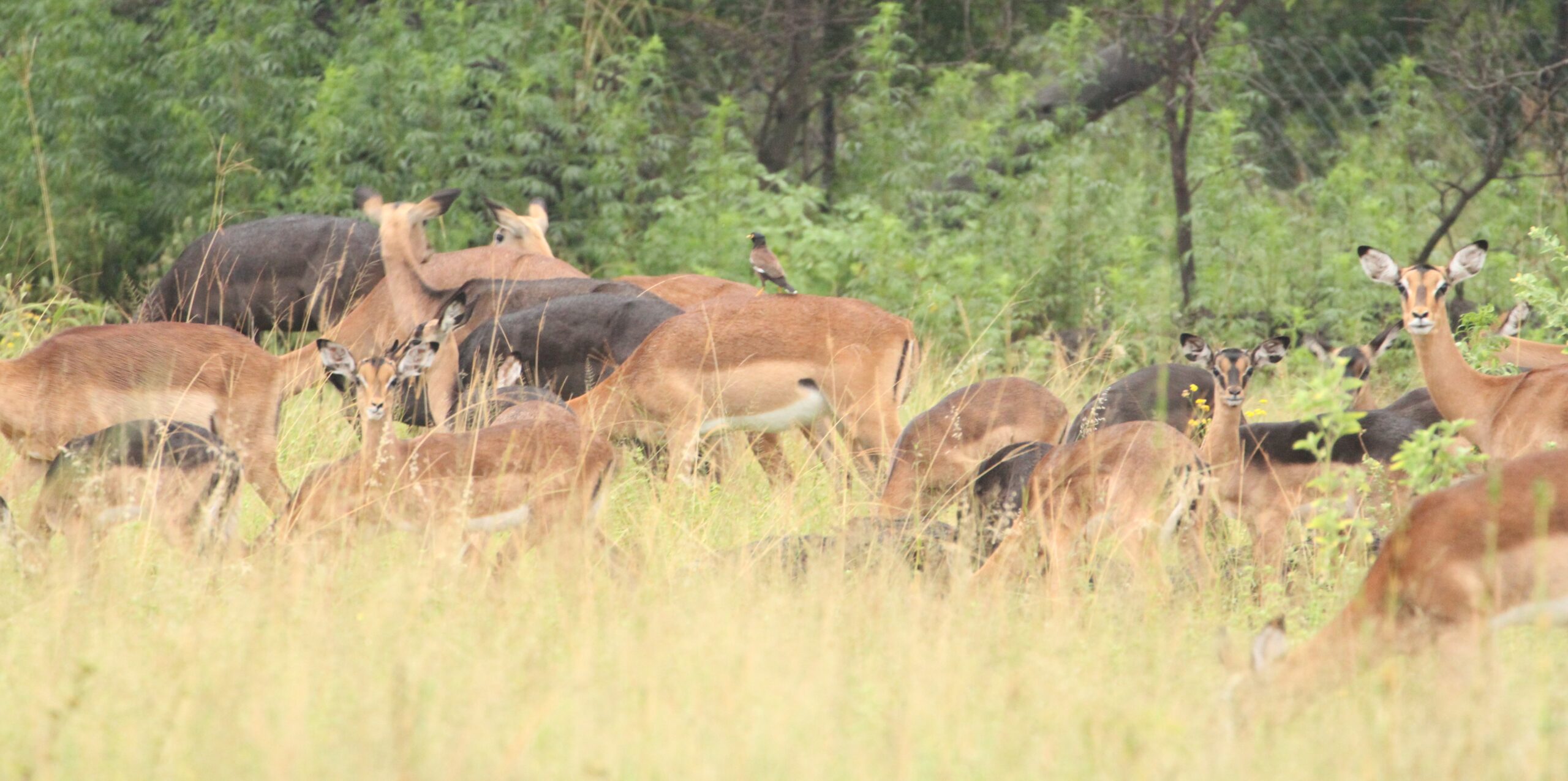 Impala Females Packages - Image 3