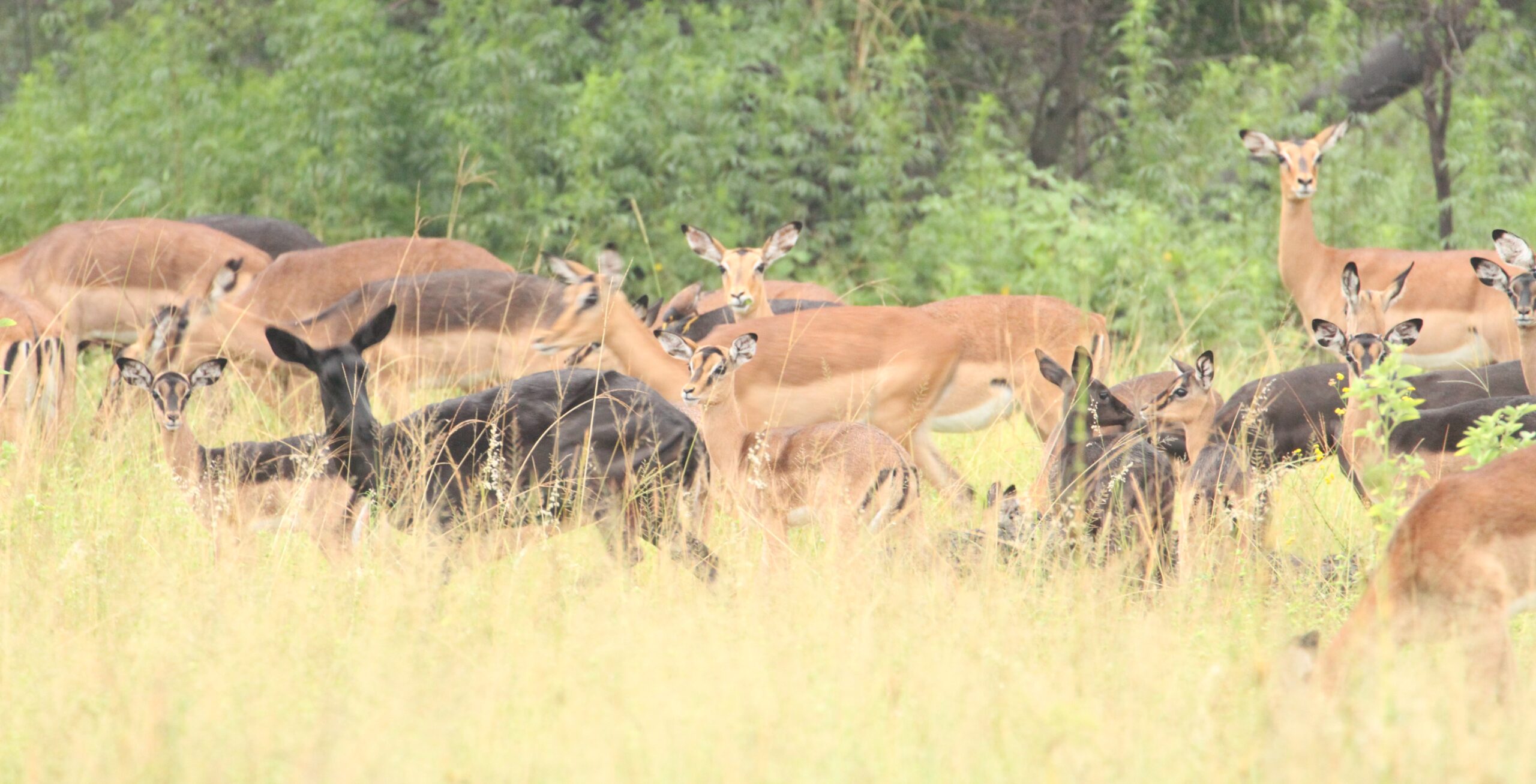 Impala Females Packages - Image 4