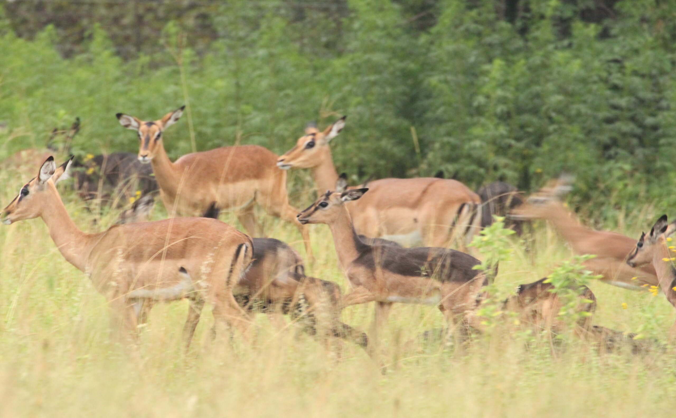 Impala Females Packages - Image 5