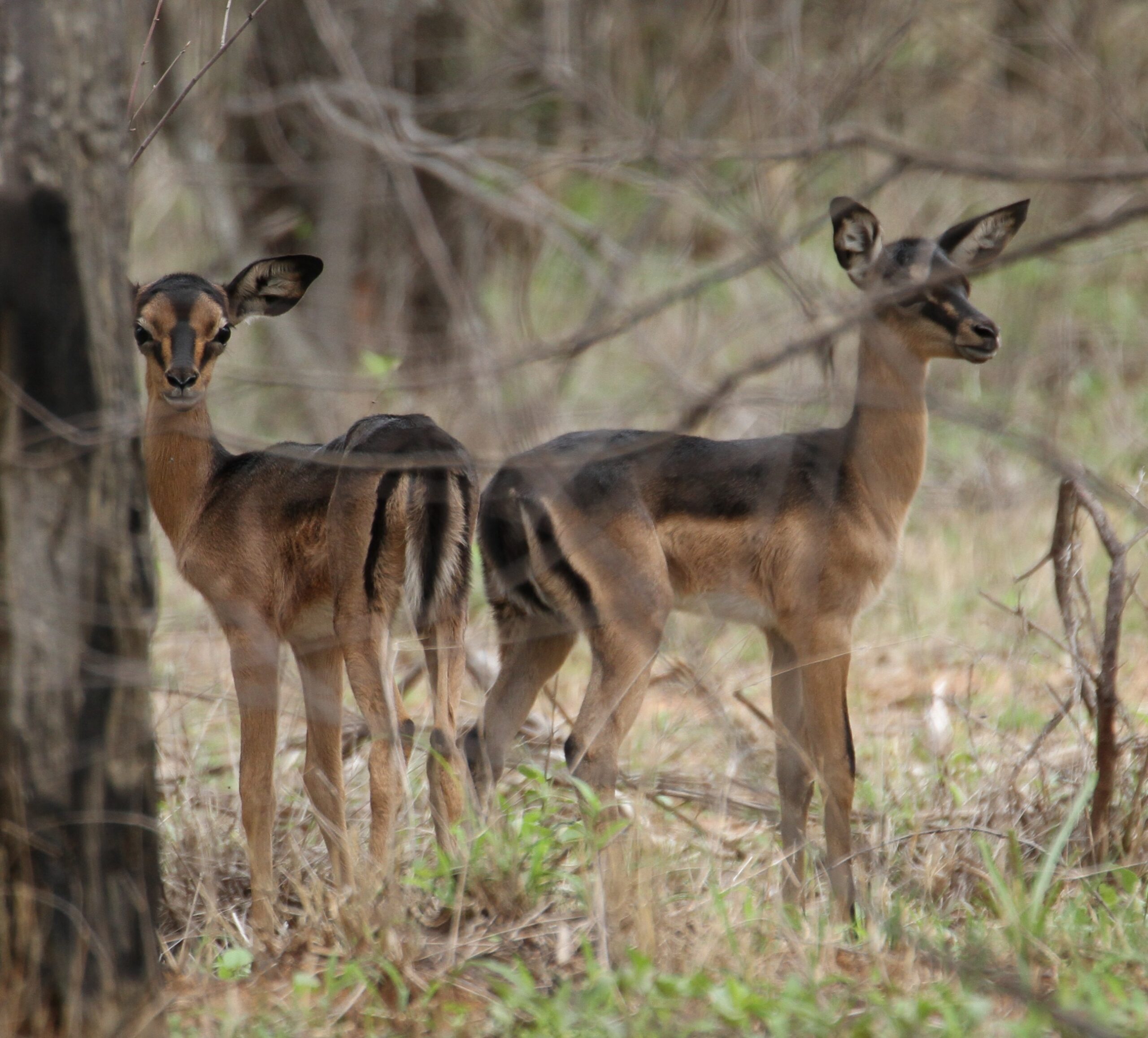 Impala Females Packages - Image 13