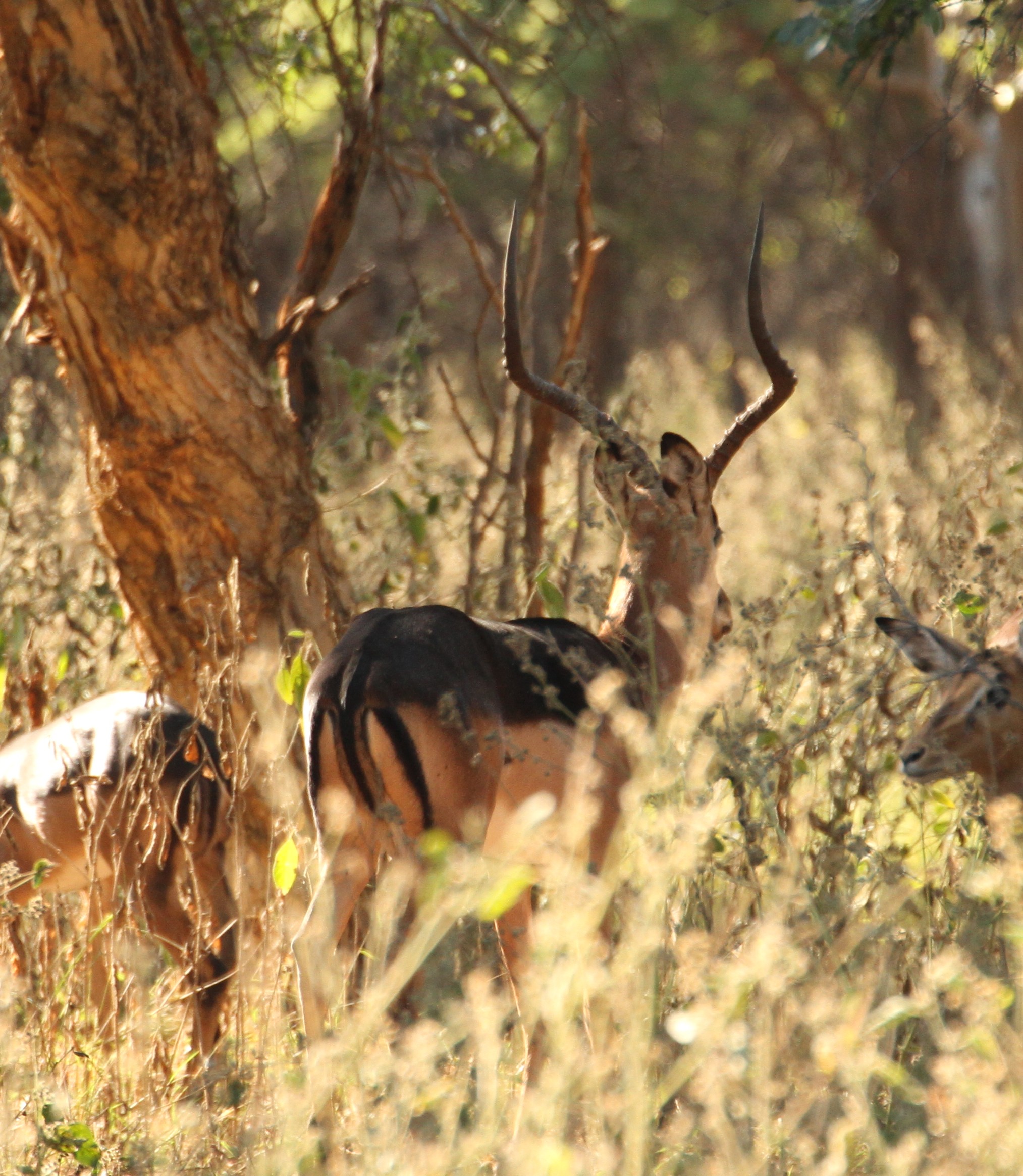 Impala Females Packages - Image 15