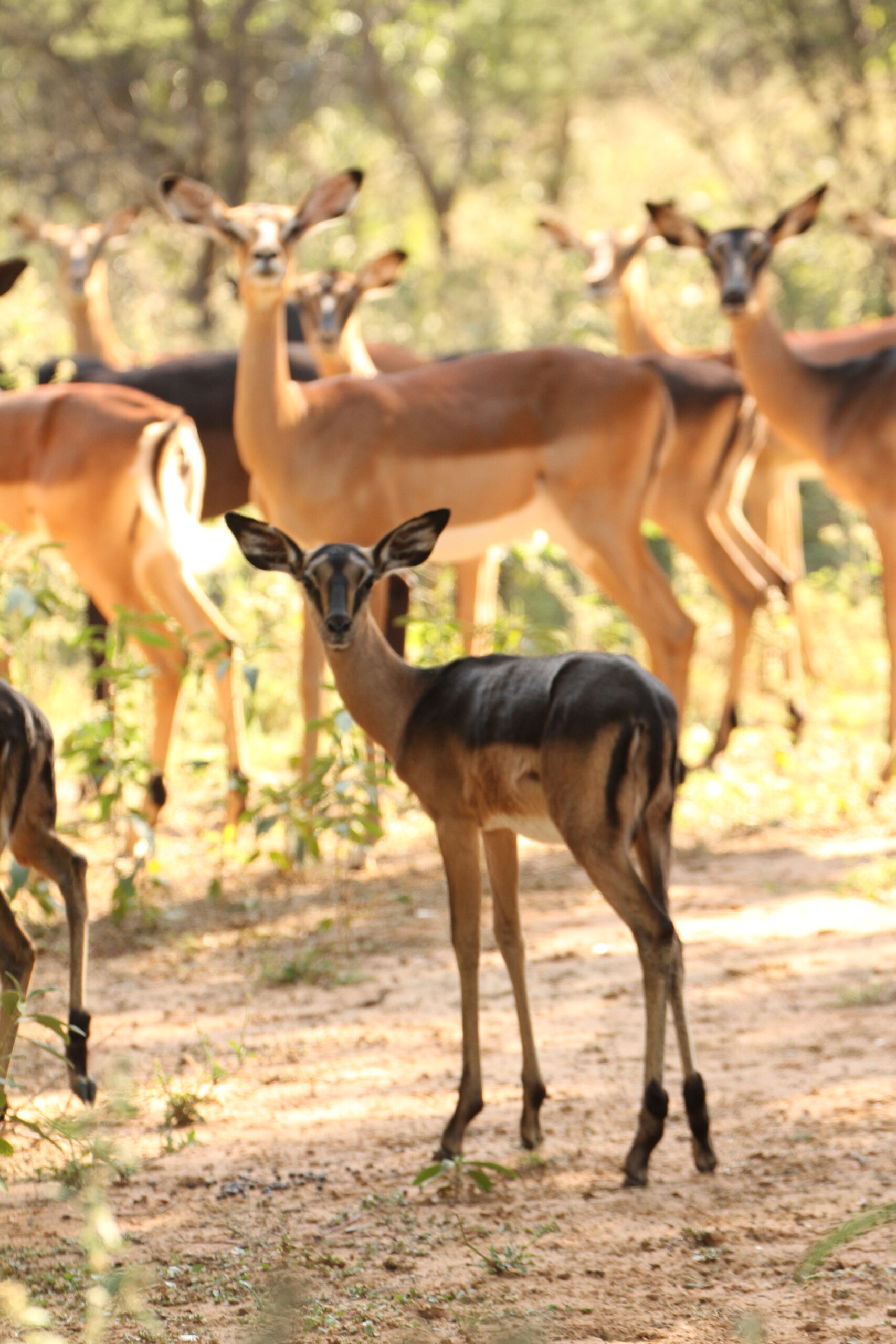 Impala Females Packages - Image 17