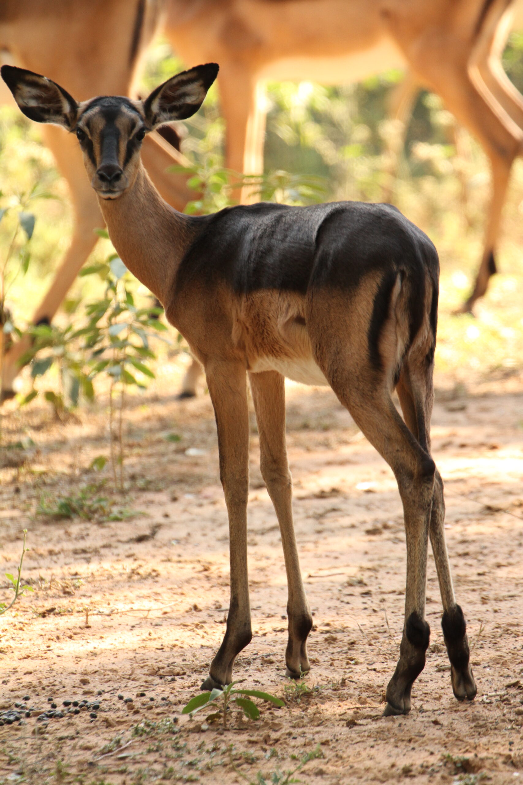 Impala Females Packages - Image 18