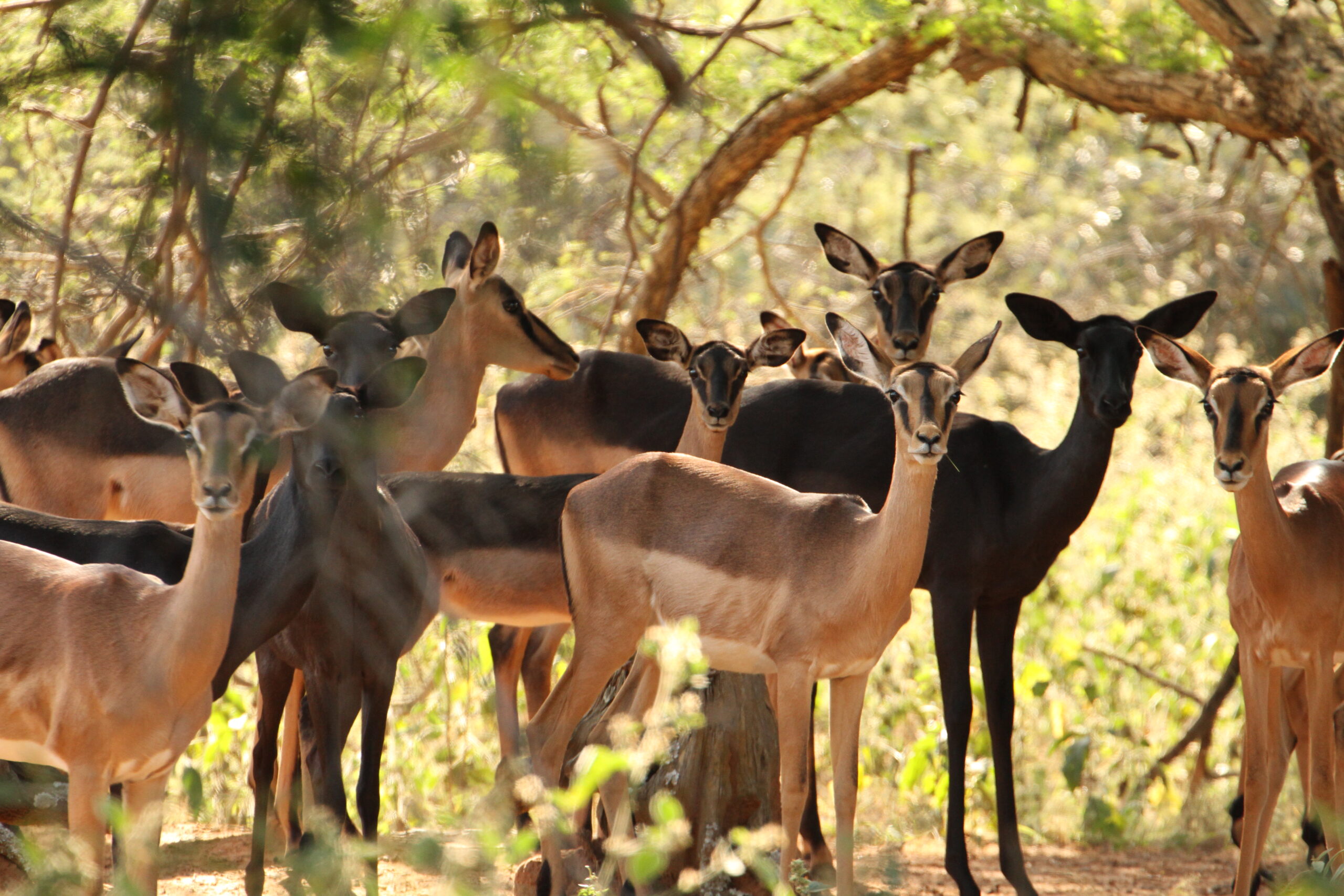Impala Females Packages