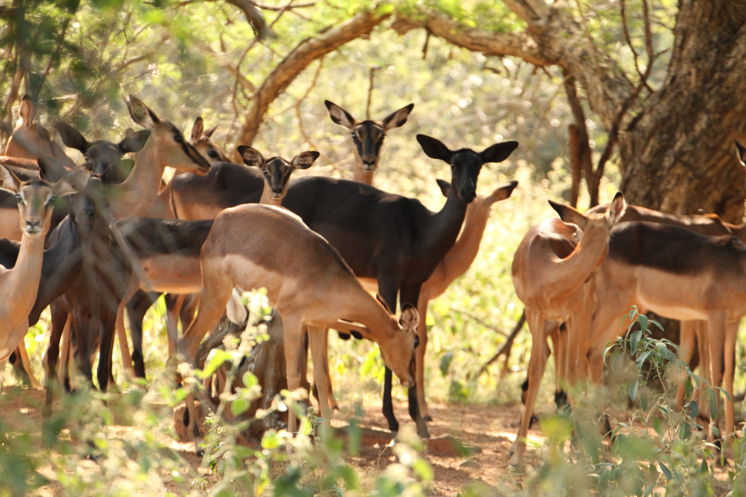 Impala Females Packages - Image 20