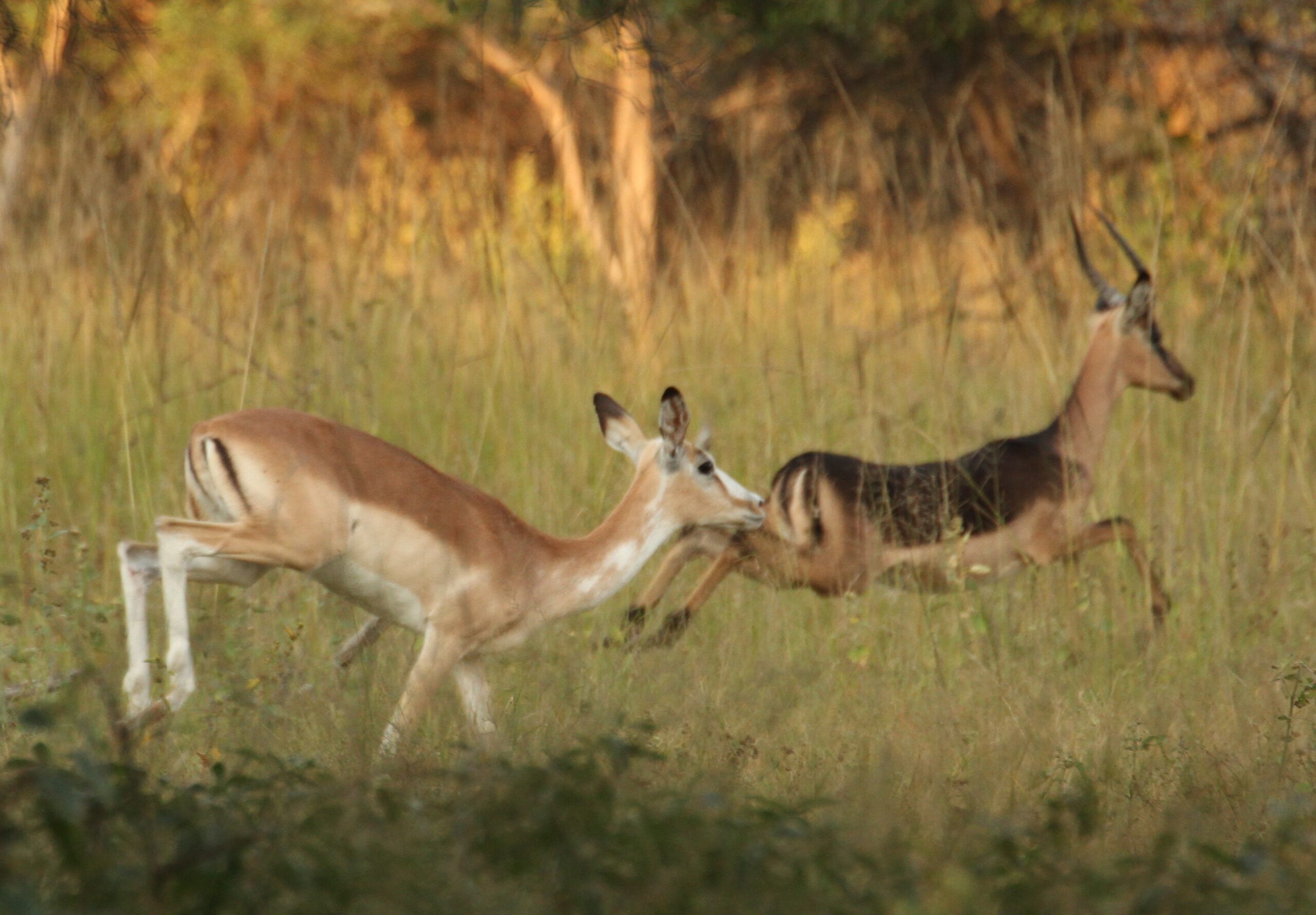 Impala Females Packages - Image 21