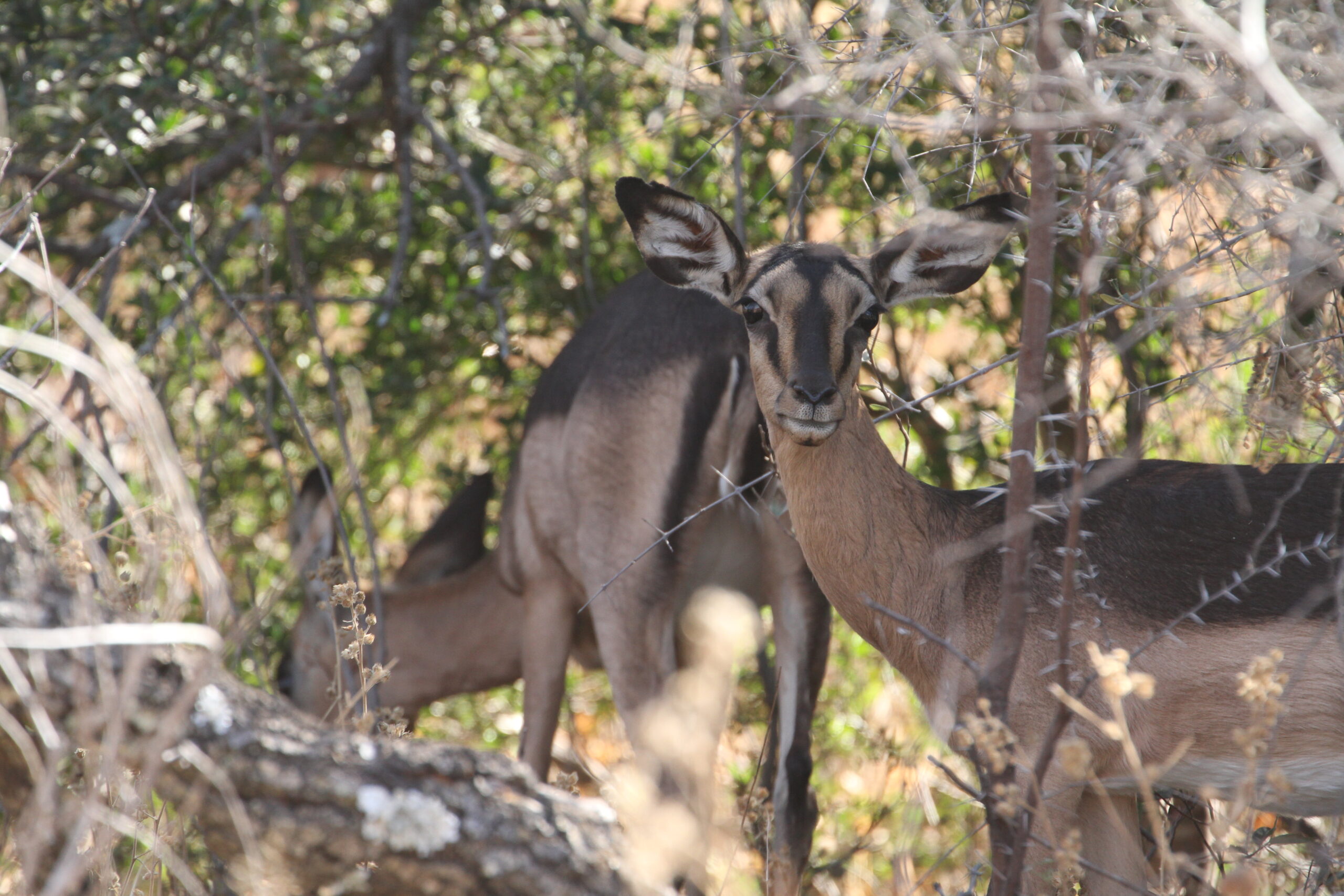 Impala Females Packages - Image 22