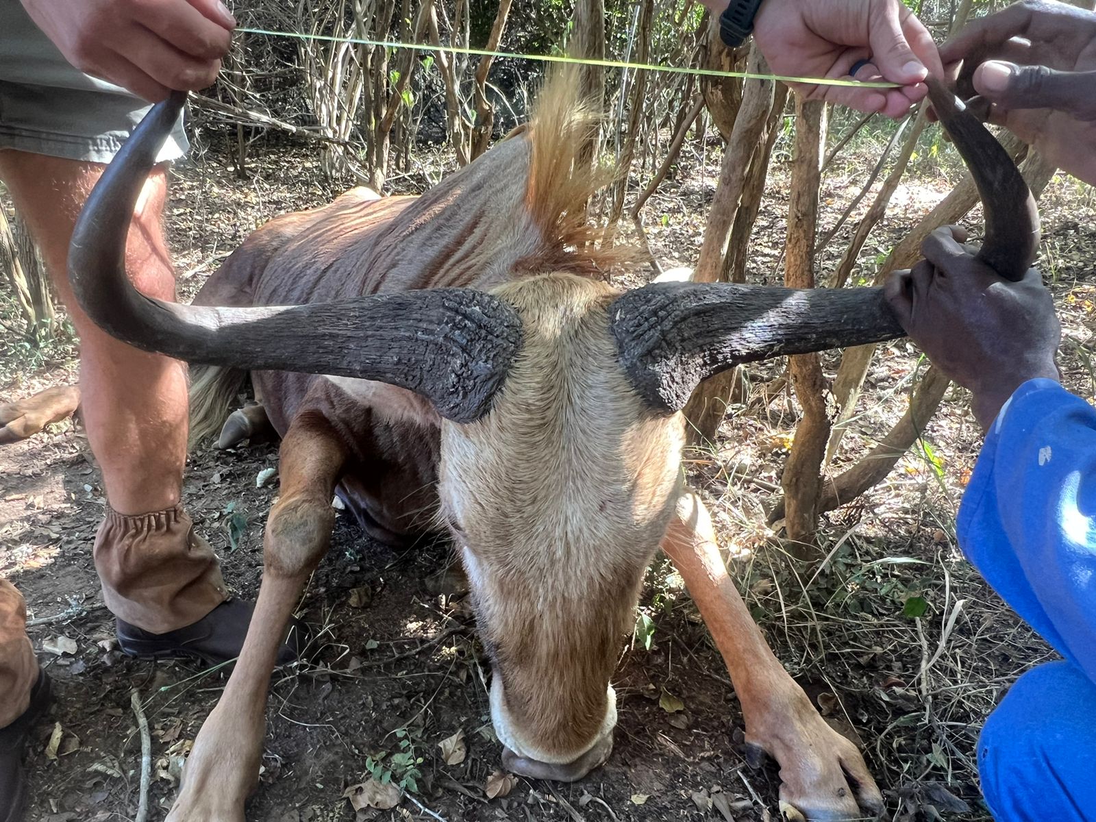 Golden Wildebeest Bull - Image 6