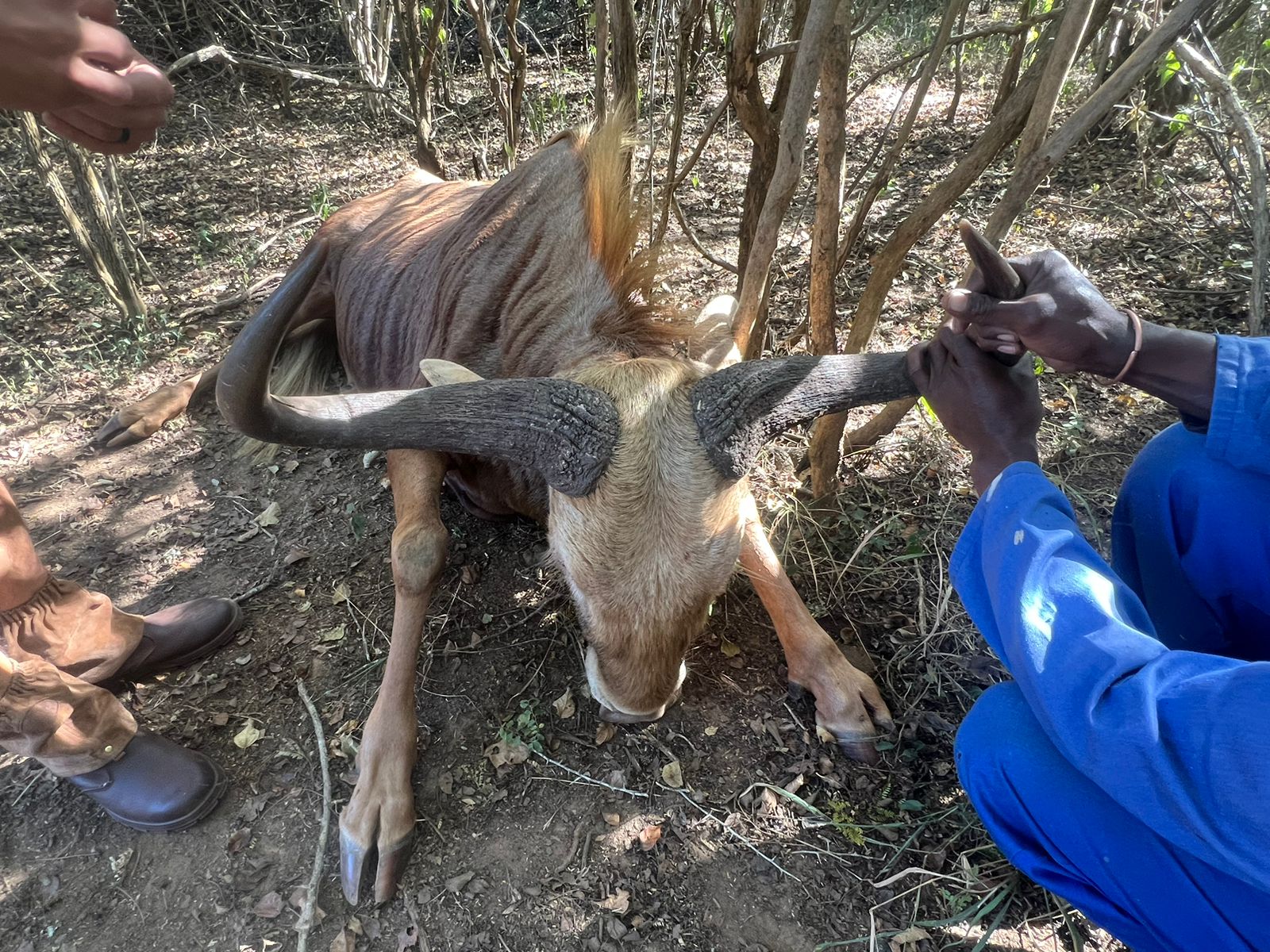 Golden Wildebeest Bull - Image 7
