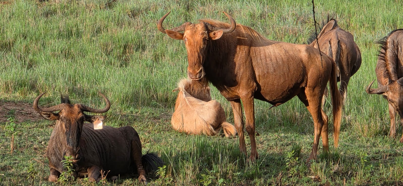 Golden Wildebeest Bull - Image 4
