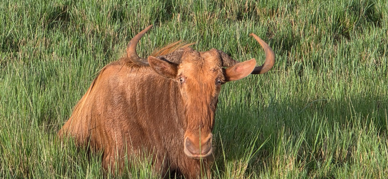 Golden Wildebeest Bull - Image 3
