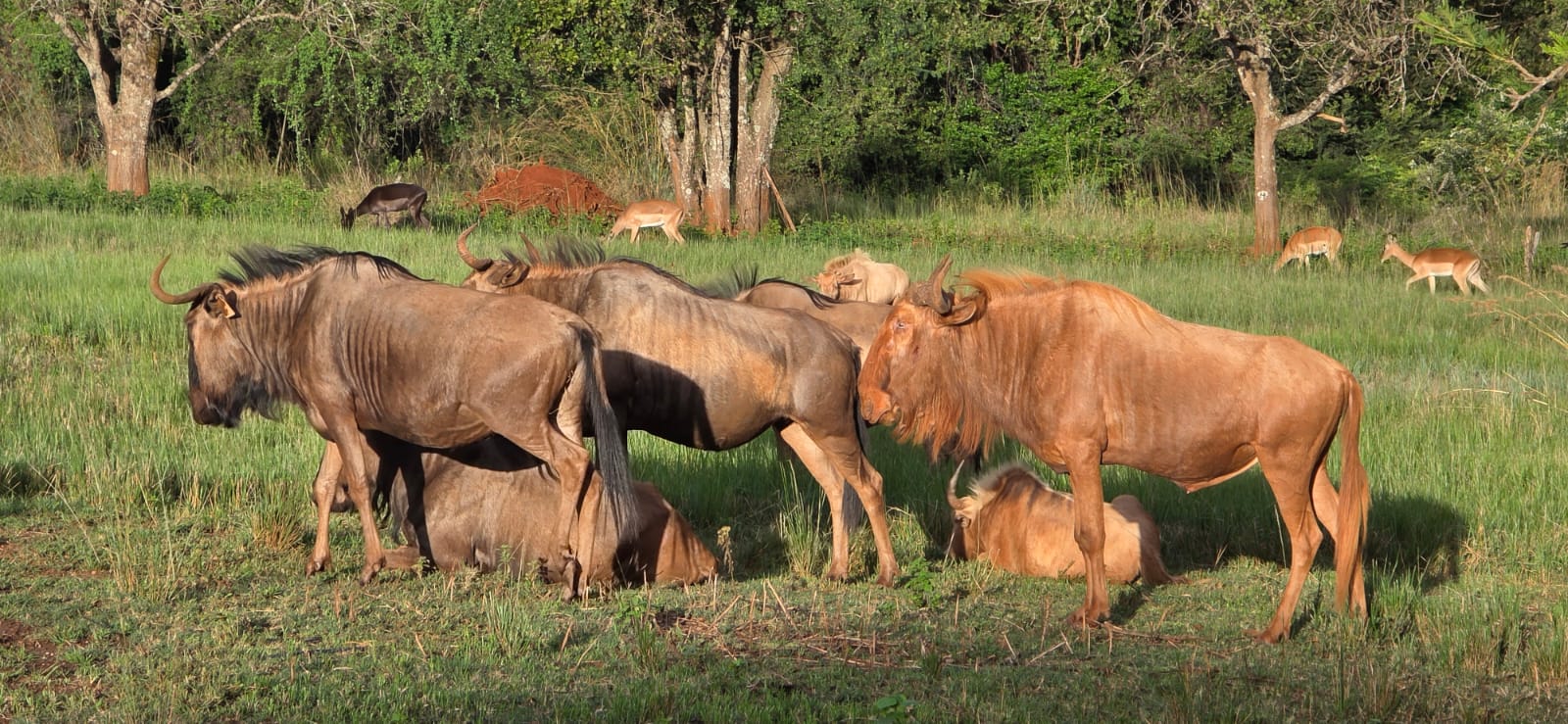 Golden Wildebeest Bull