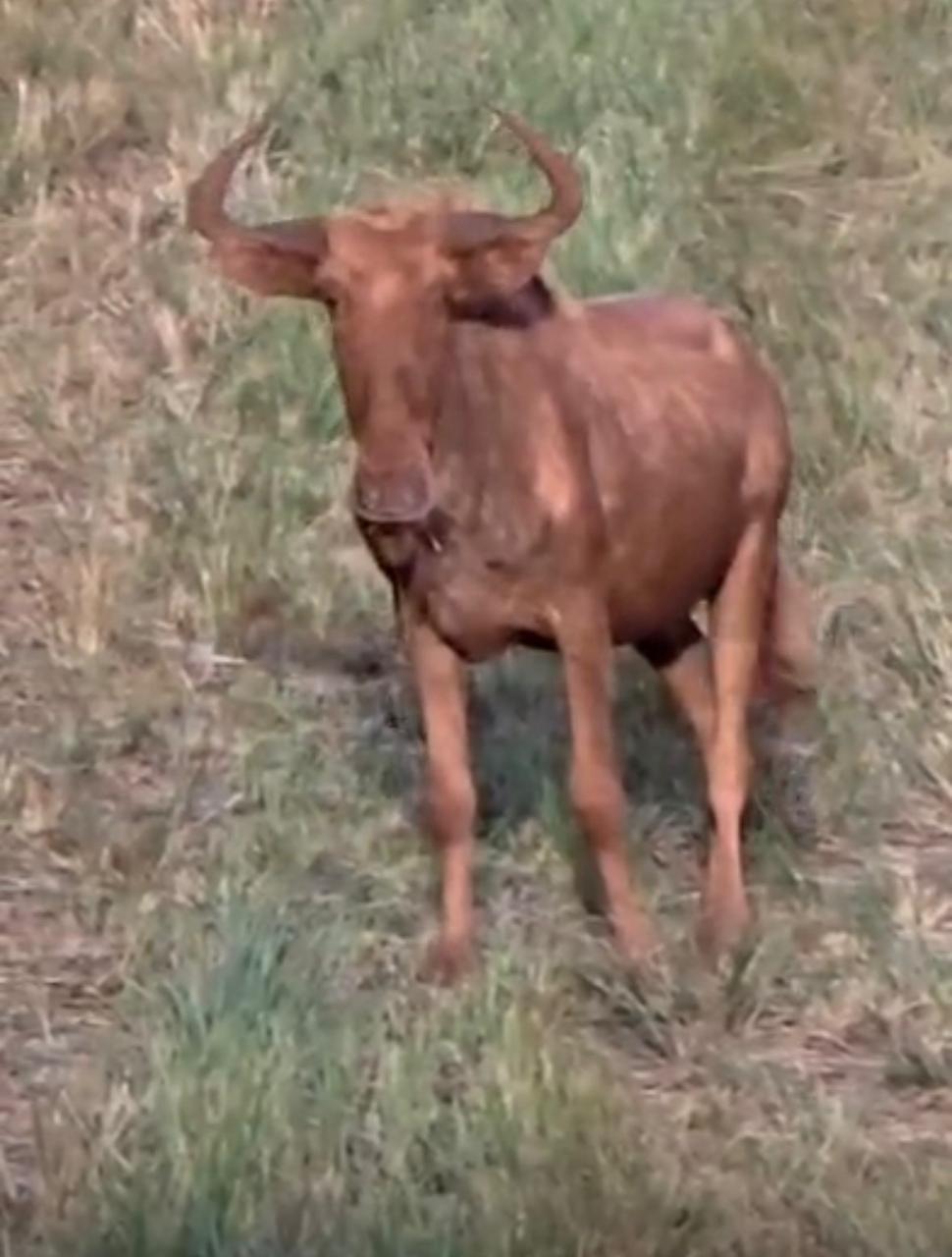 Golden Wildebeest Bull - Image 11