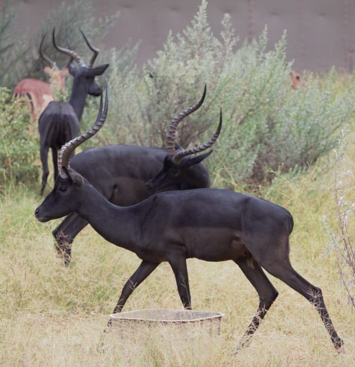 Black Impala Rams - Image 2