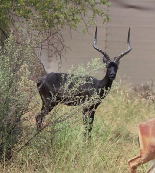 Black Impala Rams - Image 3