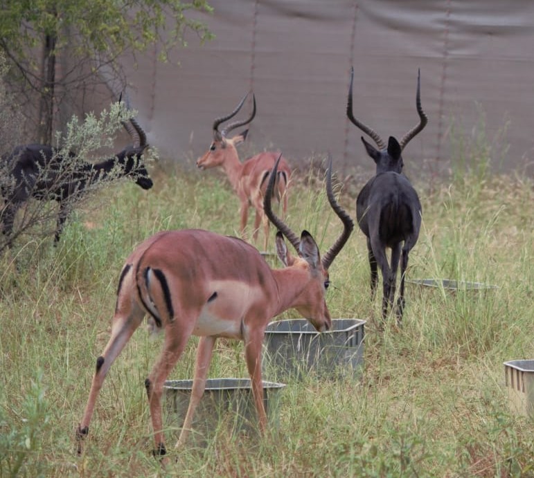 Black Impala Rams - Image 4