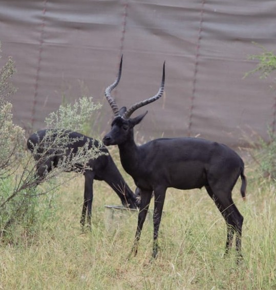 Black Impala Rams - Image 5
