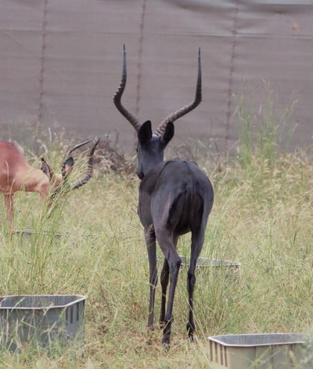 Black Impala Rams
