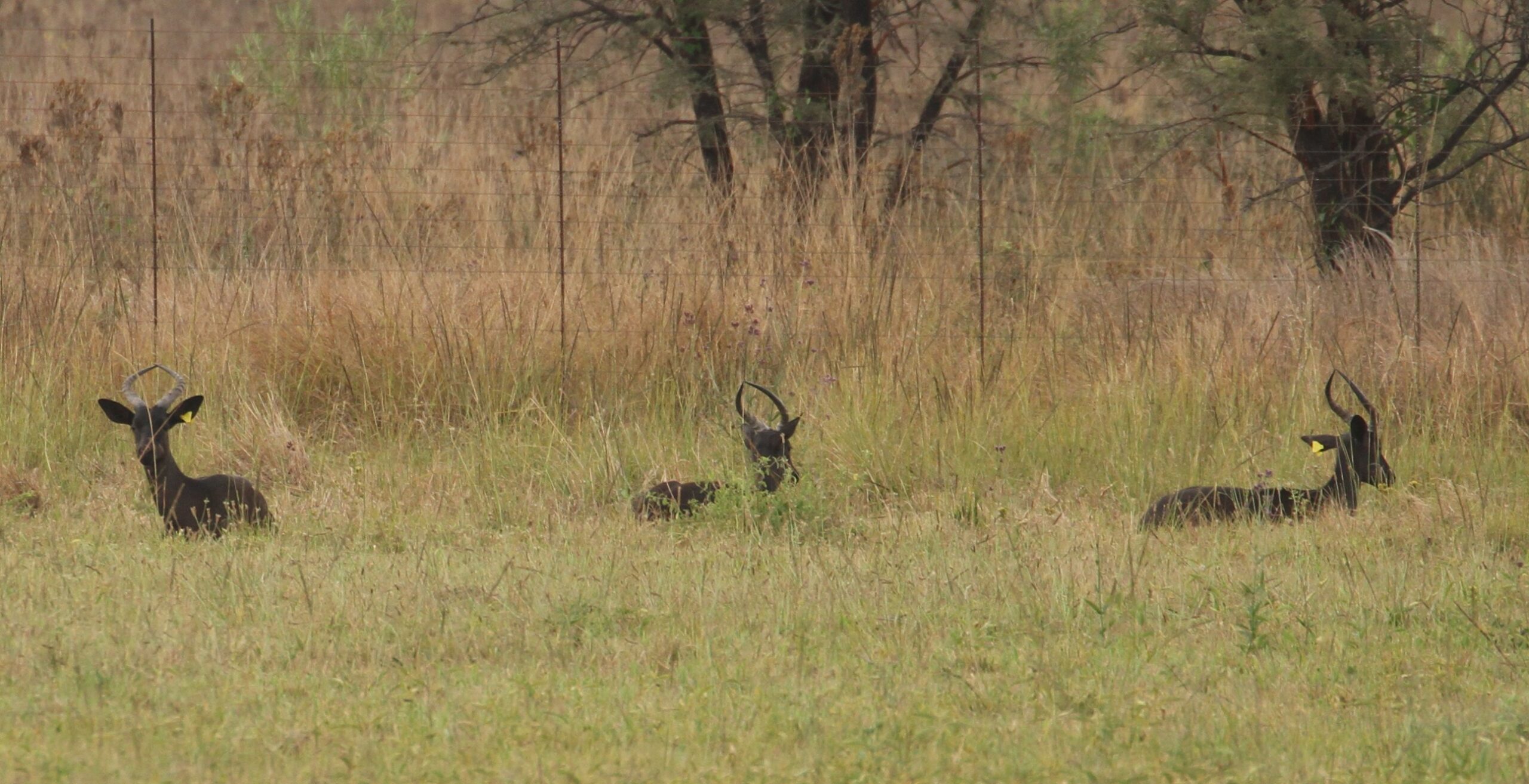Black Impala - Image 12