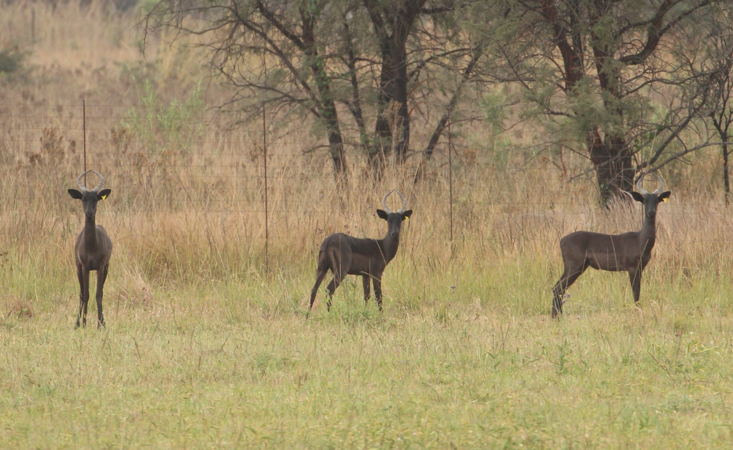 Black Impala - Image 13