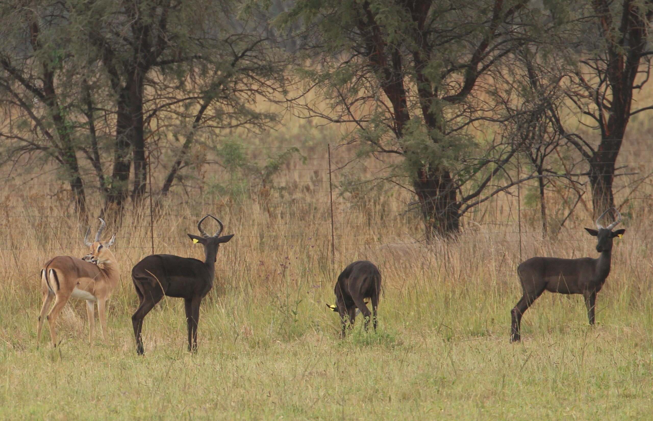 Black Impala - Image 14
