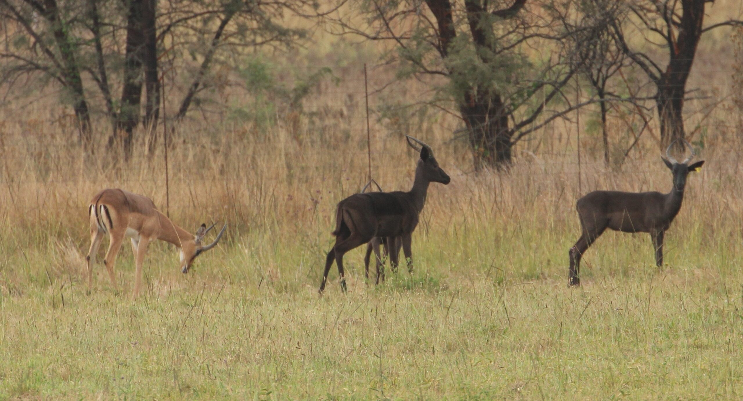 Black Impala - Image 15