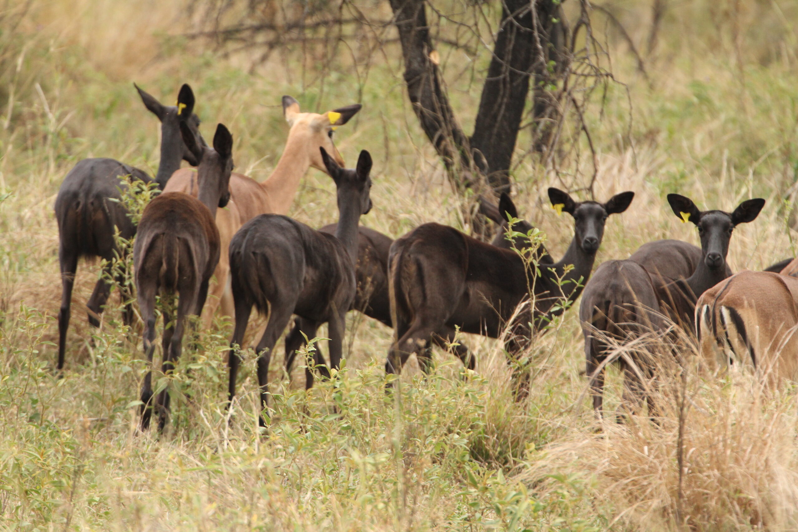 Black Impala - Image 2