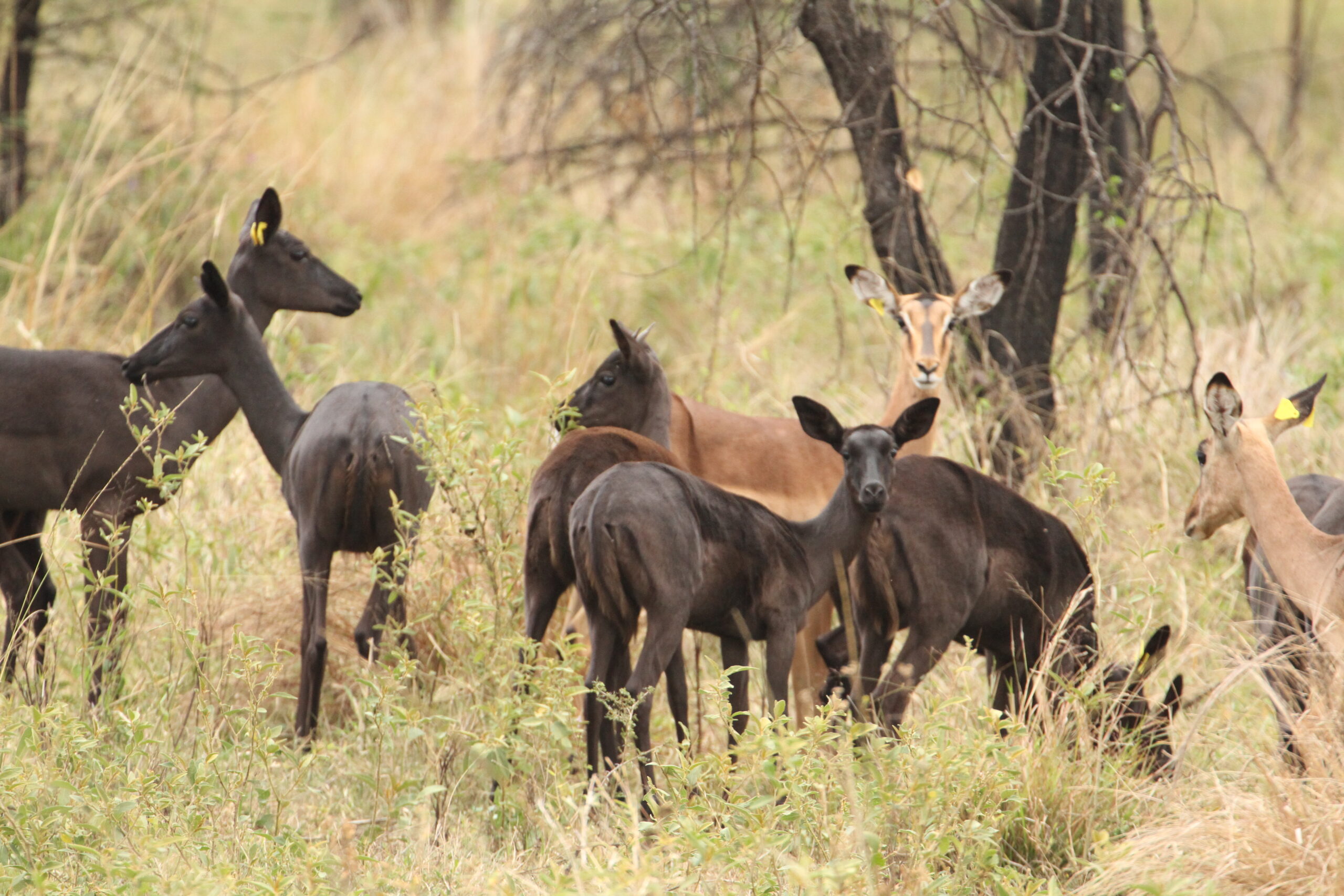 Black Impala