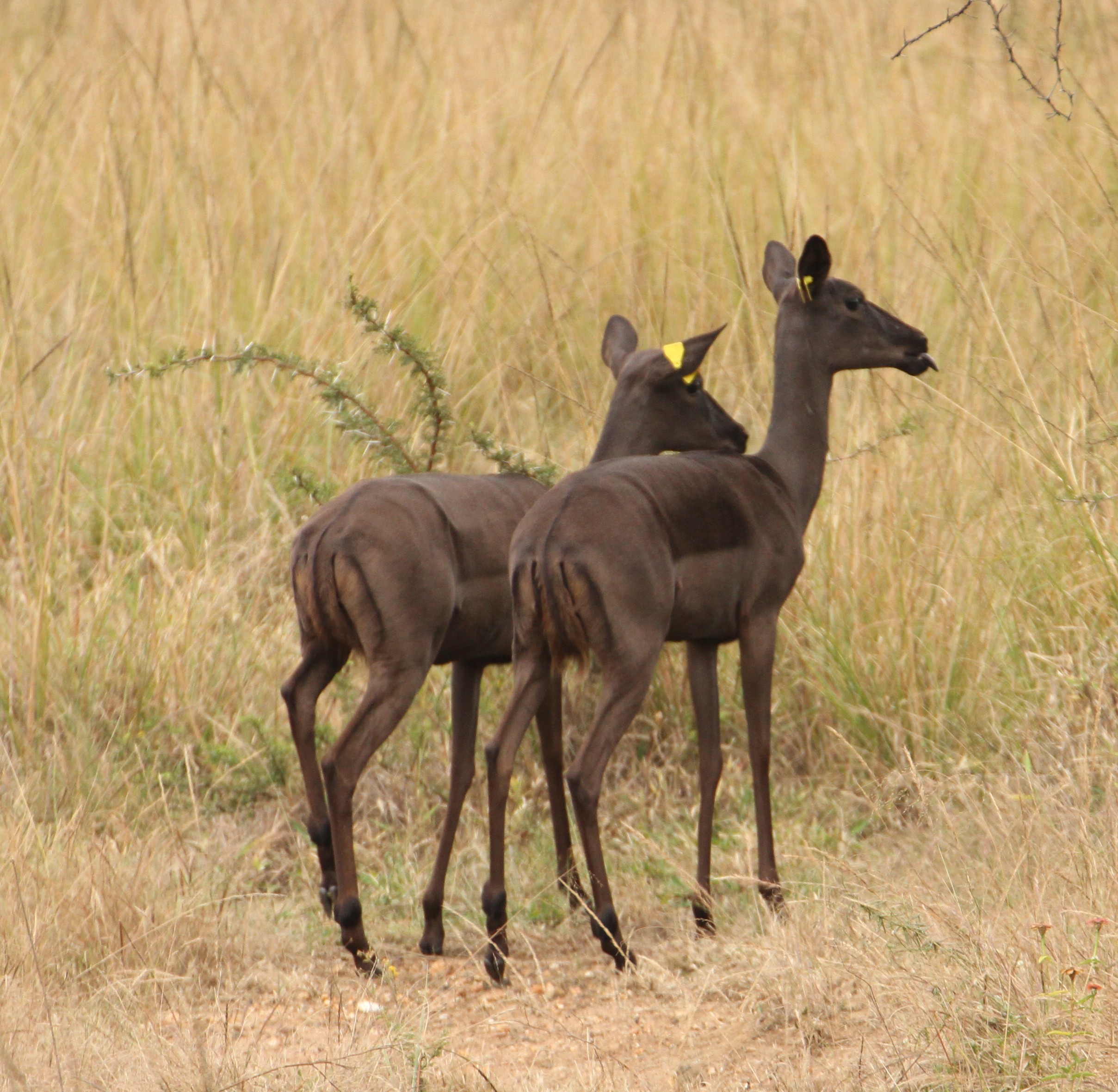 Black Impala - Image 6