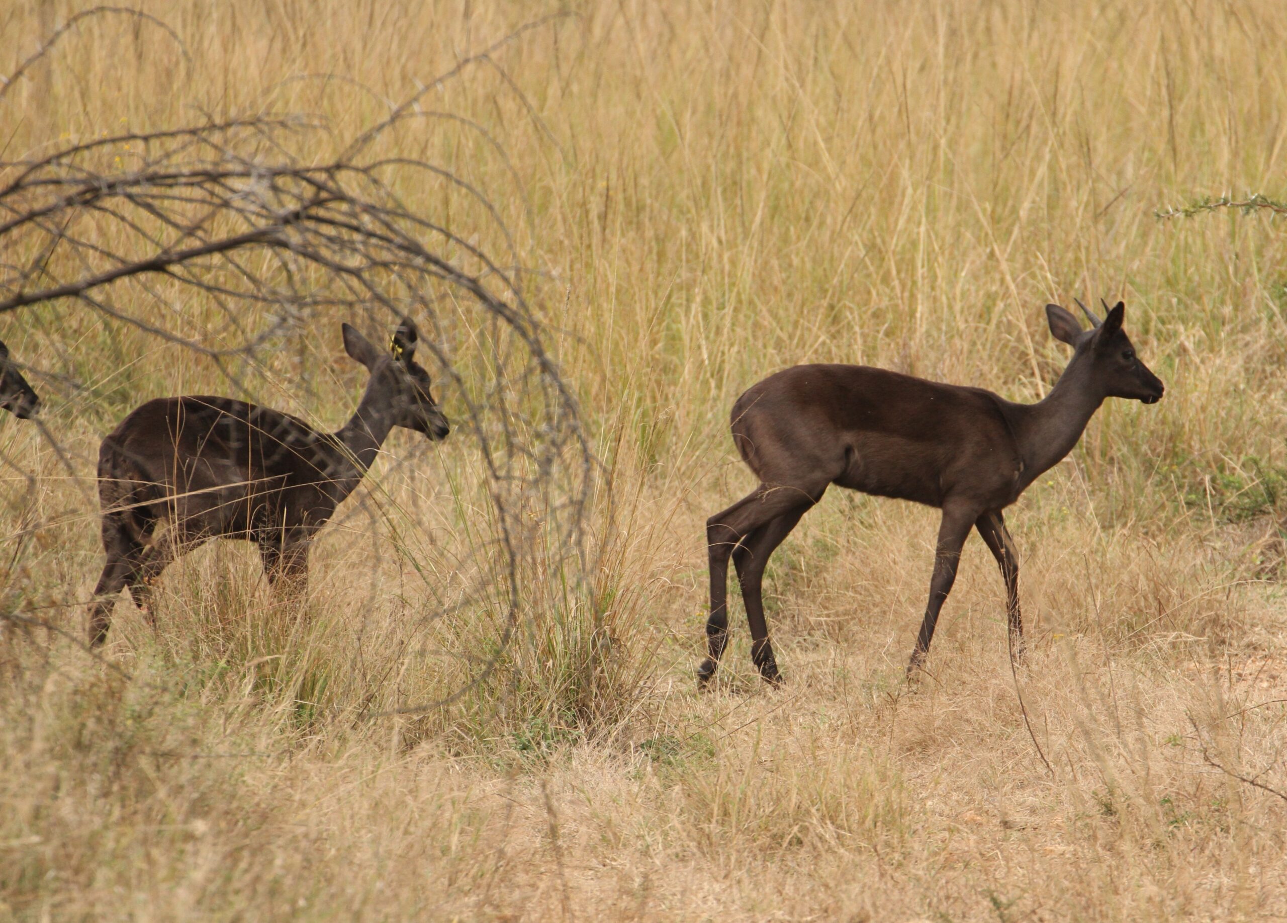 Black Impala - Image 7