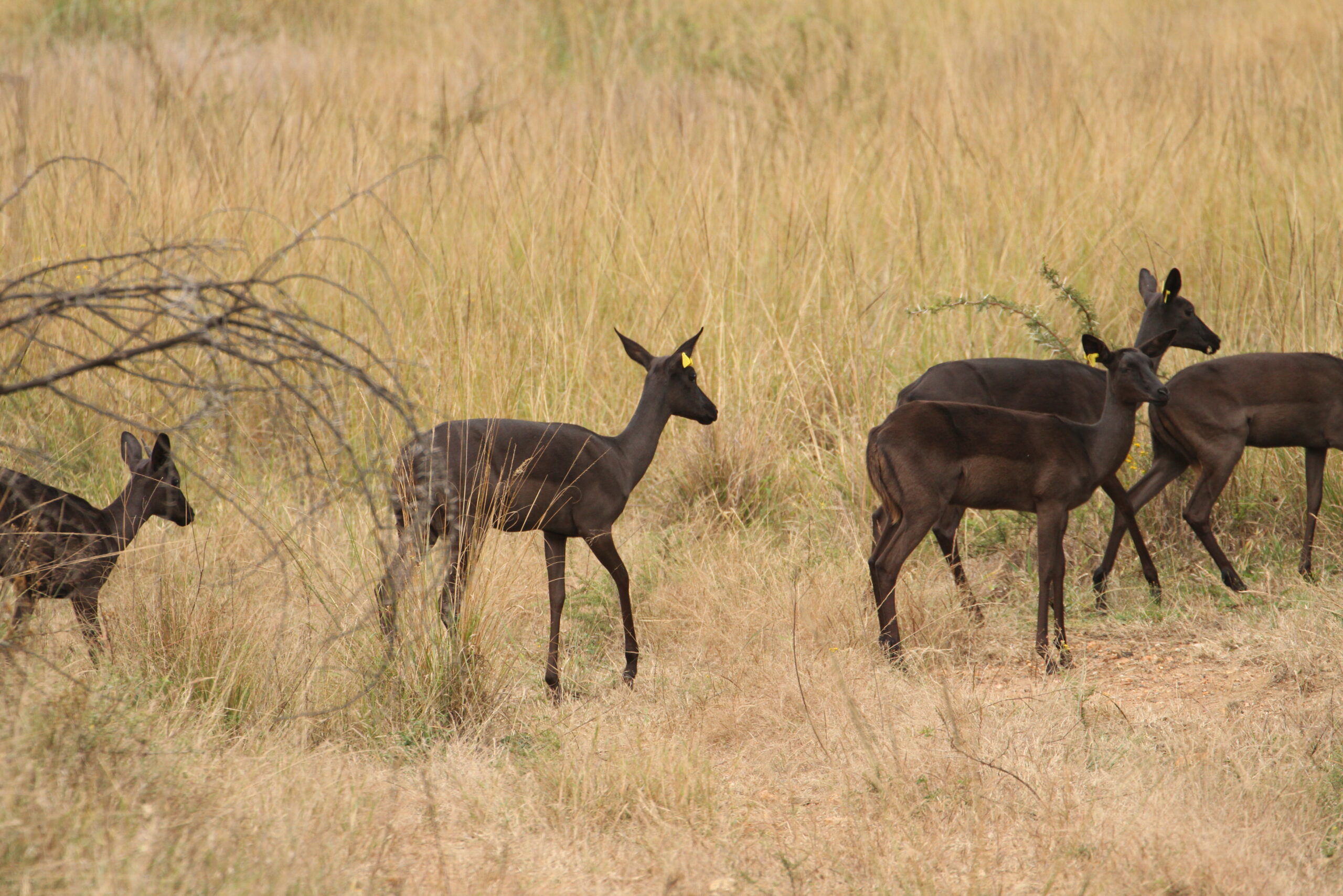 Black Impala - Image 8
