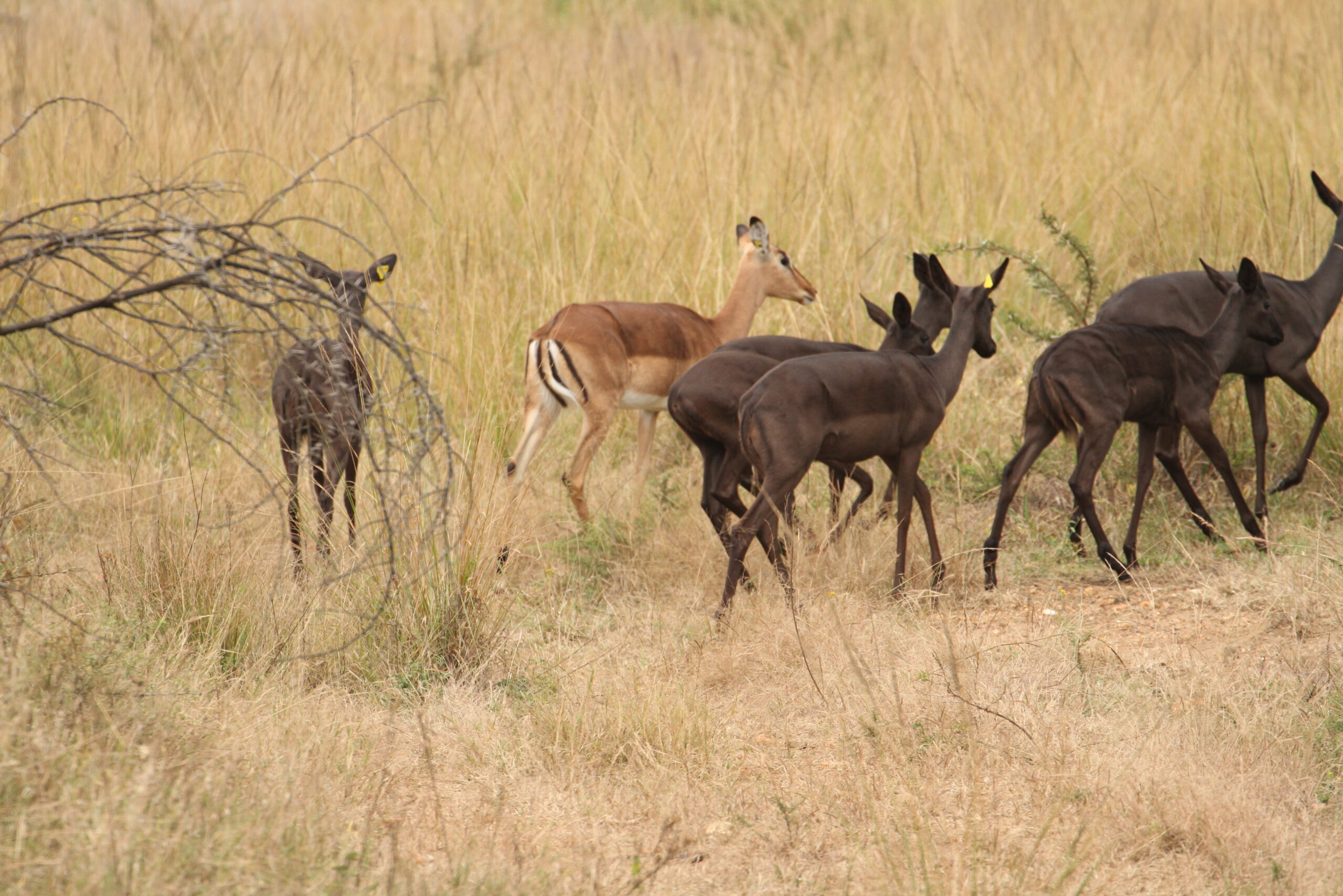 Black Impala - Image 9