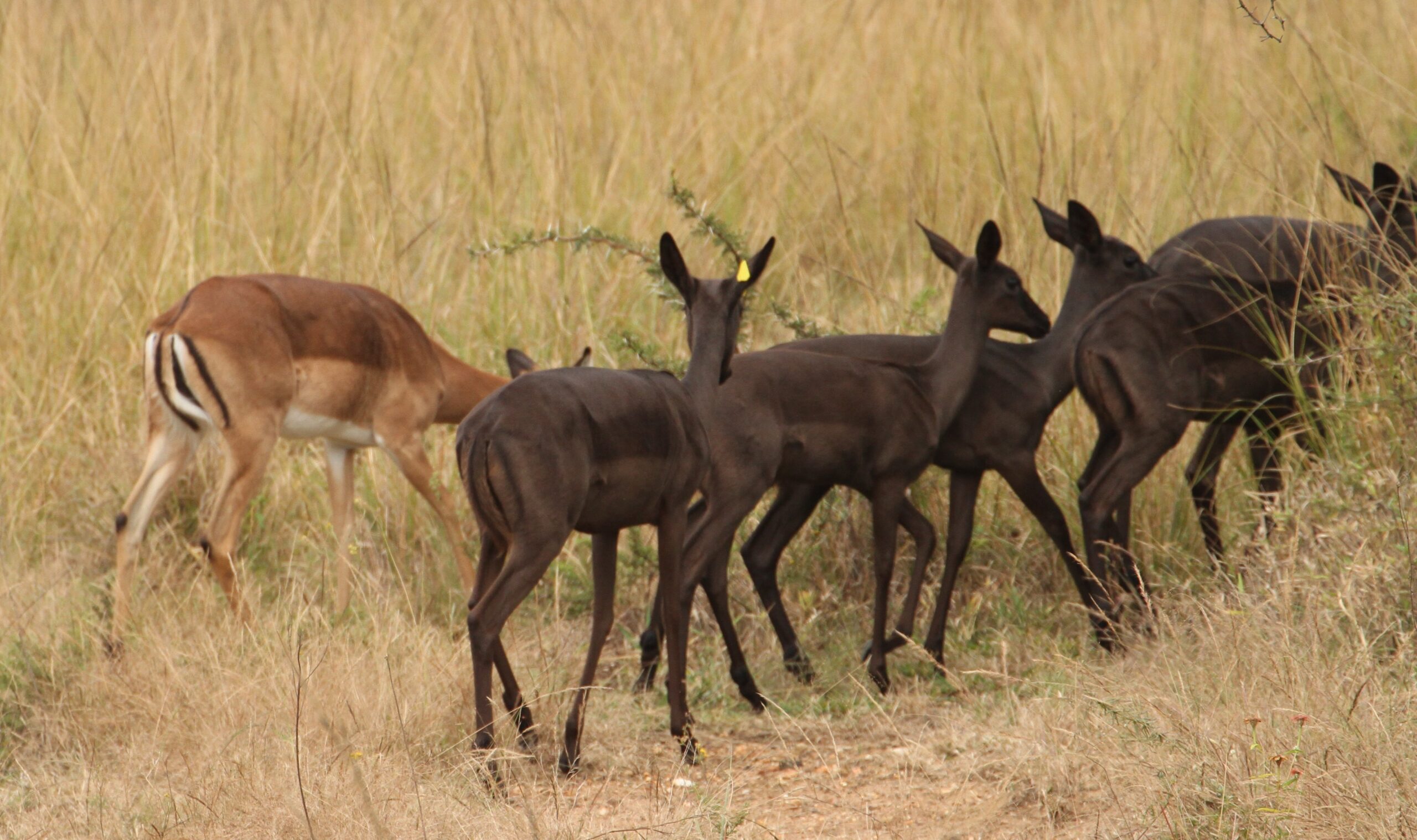 Black Impala - Image 10