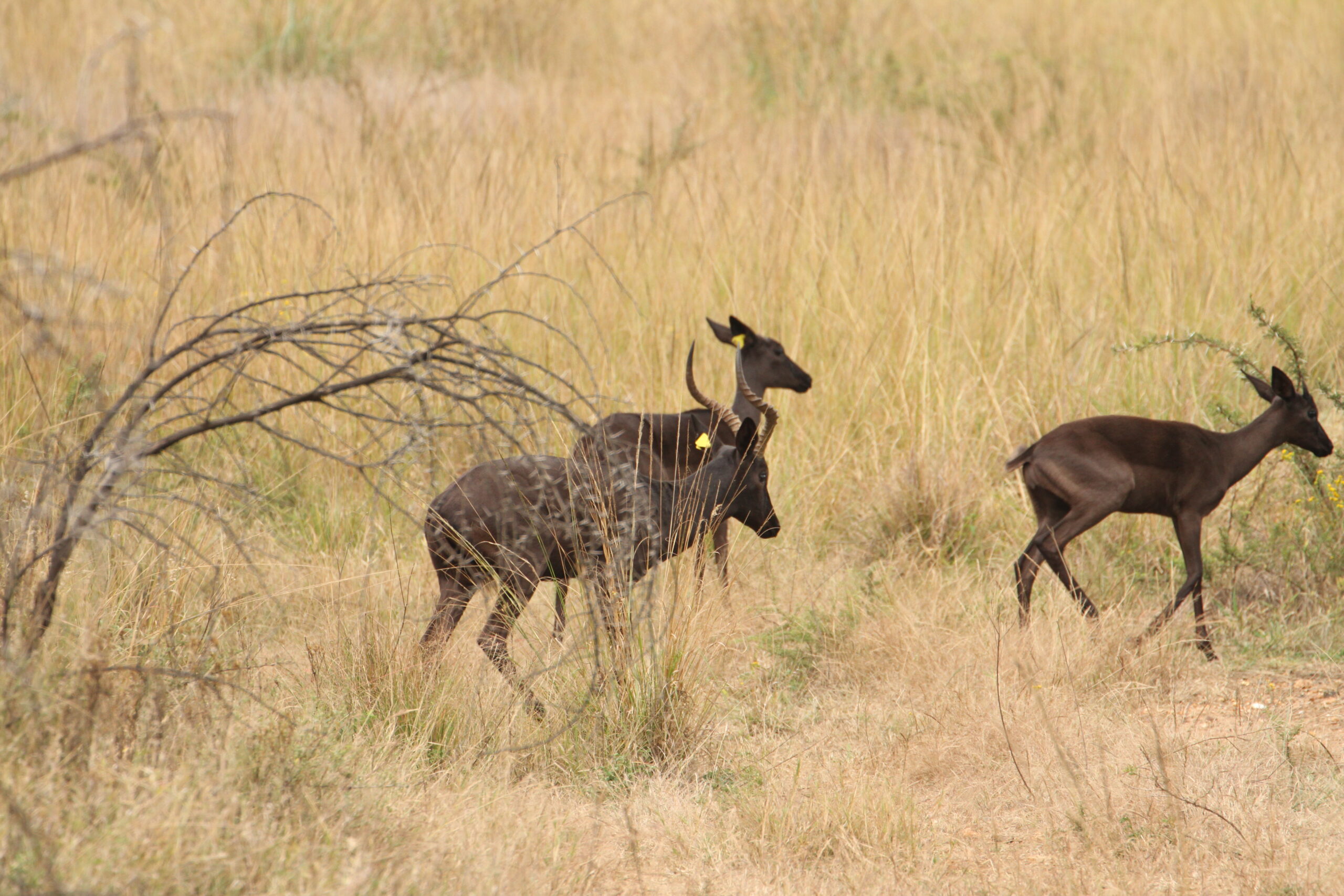 Black Impala - Image 11