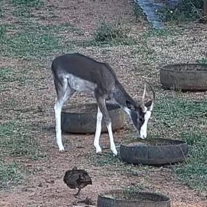 Dapple Impala Ram