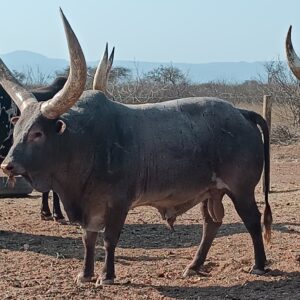 Ankole Hunting Bulls