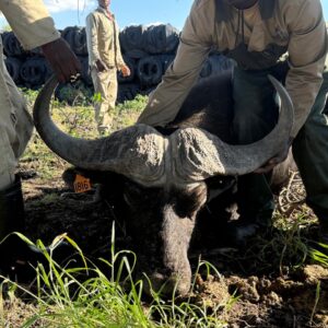 Buffalo Bulls