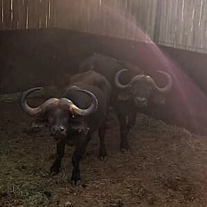 Buffalo Bulls