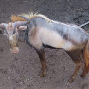 Kings Wildebeest Bulls