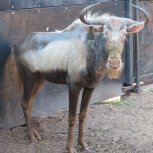 Kings Wildebeest Bulls SOLD