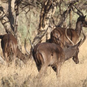 Black Impala Rams