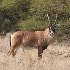 Roan Bull