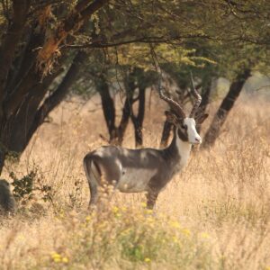 Dapple Ram & Black Impala Female Package