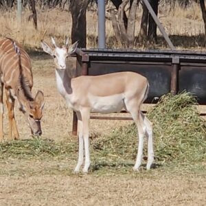 White Flank Impala