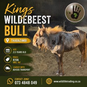Kings Wildebeest Bull