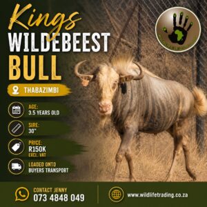 Kings Wildebeest Bull