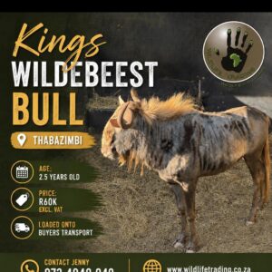 Kings Wildebeest Bull