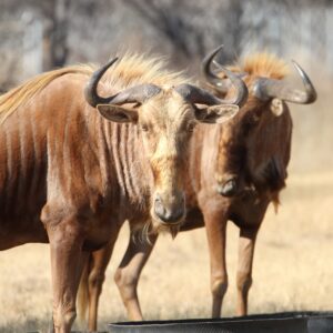 Golden Wildebeest Bulls