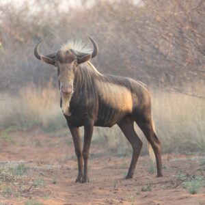Kings Wildebeest Bull